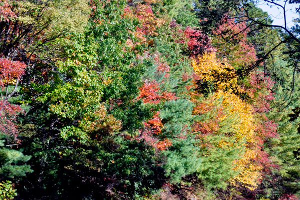 fall colors on a narrow, curvy, dirt road
